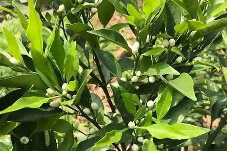 柑橘开花前需要施肥吗？