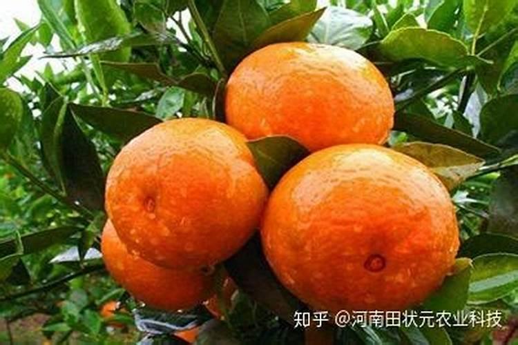 柑橘施肥时间和用量 柑橘施肥时间和用量是什么