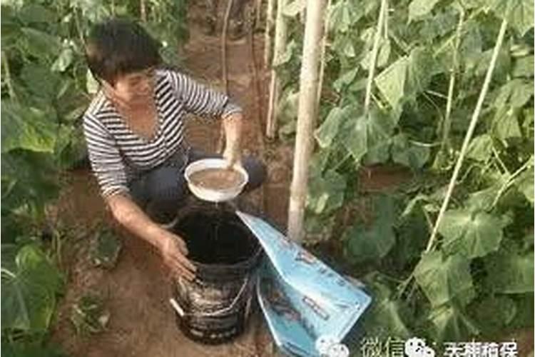水溶肥和传统复合肥哪个好用？