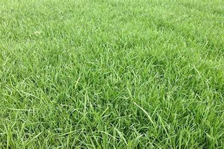 早熟禾种植草坪用什么叶面肥最好