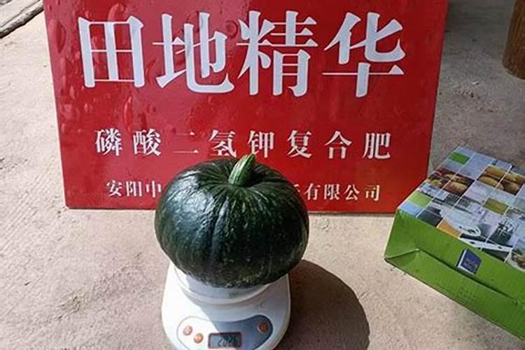 南瓜用氮肥还是复合肥效果好？