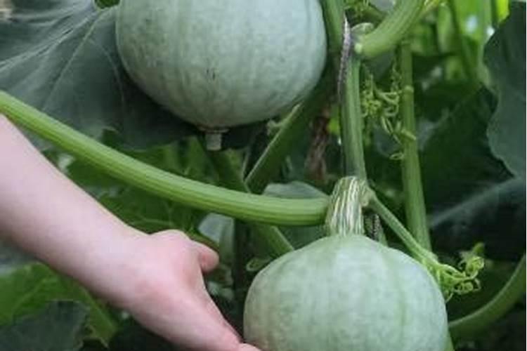 种南瓜用什么肥料好