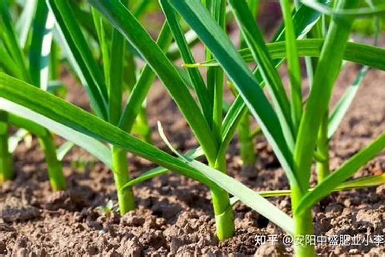 大蒜用什么肥料好 大蒜施肥要注意什么？