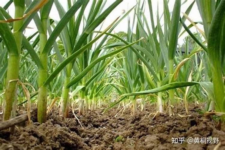 大蒜返青肥什么时候撒效果最好