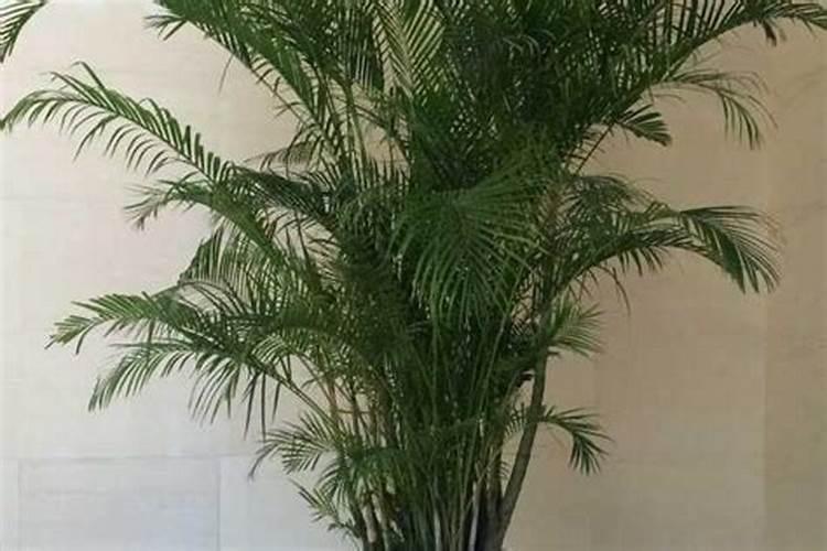 散尾葵每株一次施氮肥量是多少呢？