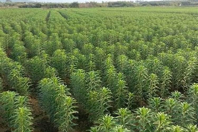 棉花一亩地钾肥多少斤合适？
