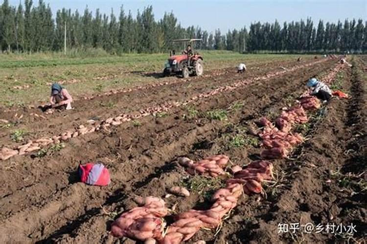 种红苕每亩用钾肥多少公斤合适？