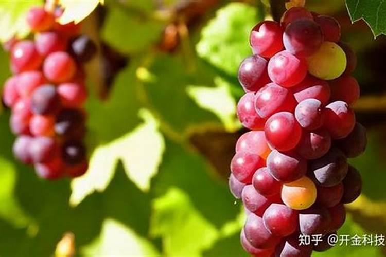 葡萄坐果什么时候打钙肥最佳？
