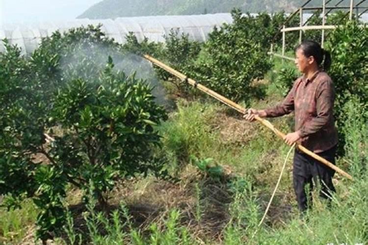 打脐橙叶面肥用什么好？