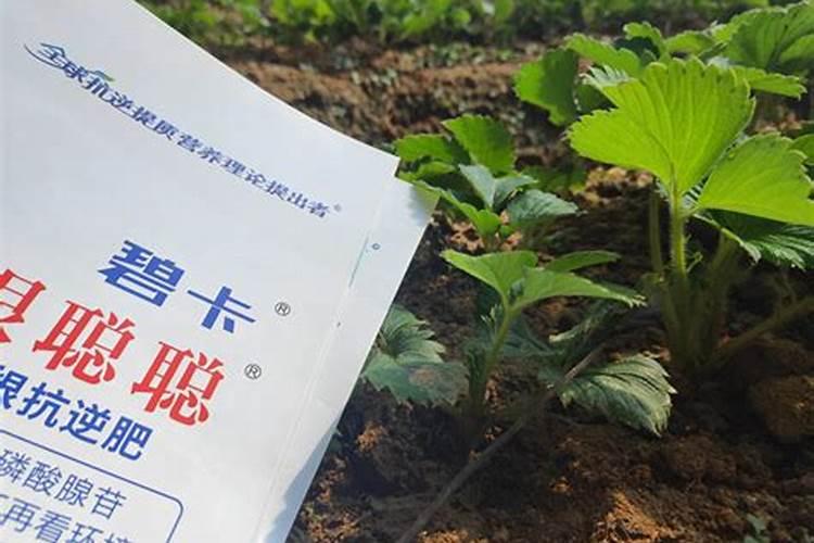 草莓上什么肥料。