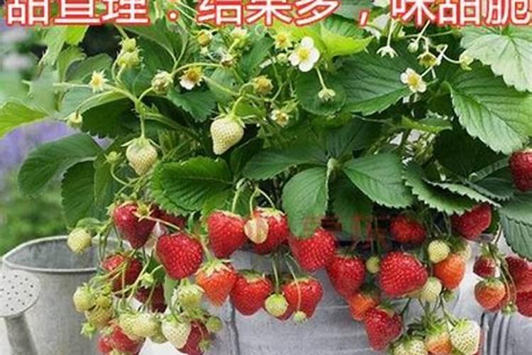 草莓怎么繁殖(草莓种子育苗方法全过程)