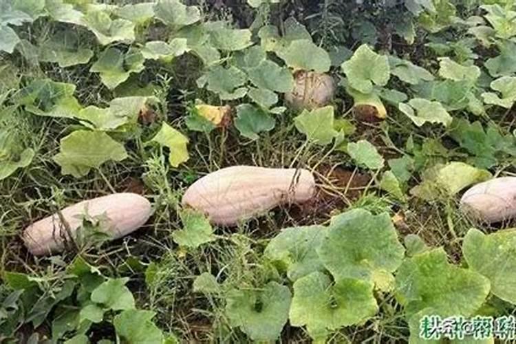 南瓜底肥用氮肥吗还是氮肥呢？