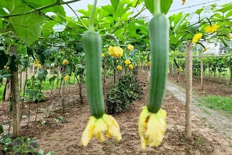 种植南瓜需要什么肥料 怎么施肥才能高产