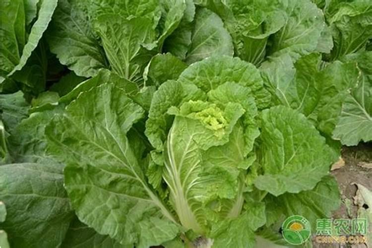 白菜施叶面肥几天开始生长叶子？