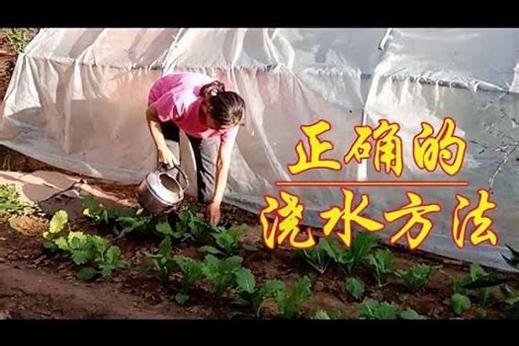 白菜定棵后怎样施肥和浇水
