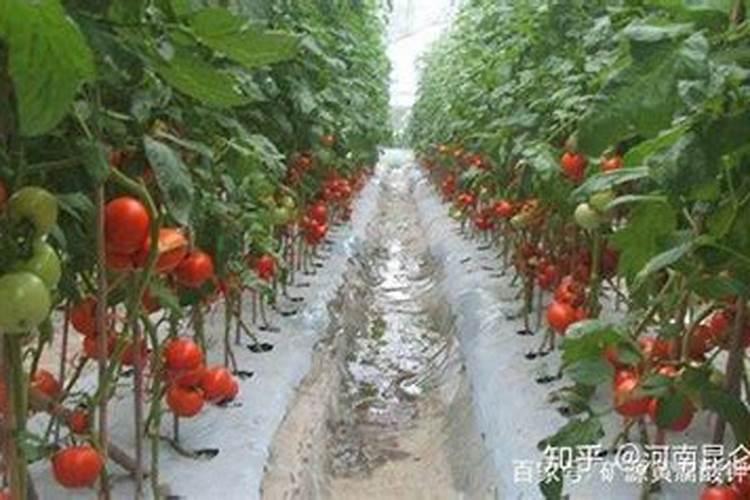 西红柿膨果期冲什么肥