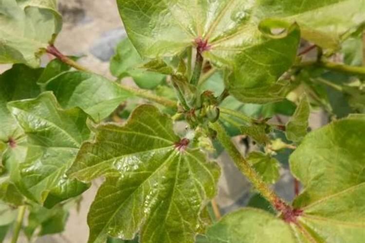 当前棉花头全部蔫了打过顶后没打顶的全部都蔫了成片成片的是什么情况...