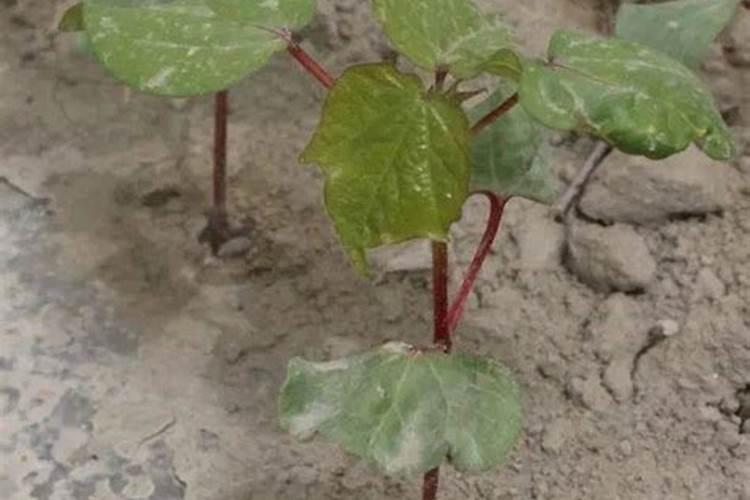 棉花锌肥要打几遍才有效果？