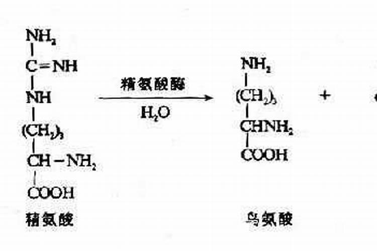 氨基酸原粉和尿素的区