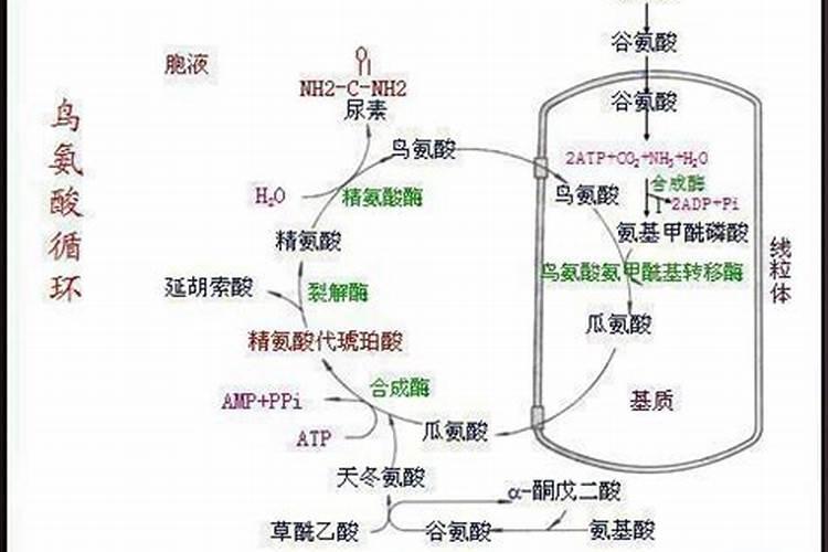 氨基酸原粉能和尿素配吗