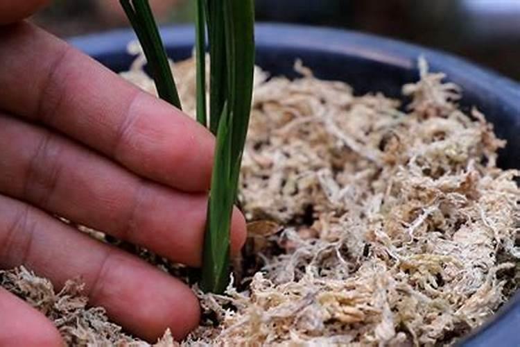 磷钾肥在兰花上怎样用最好？