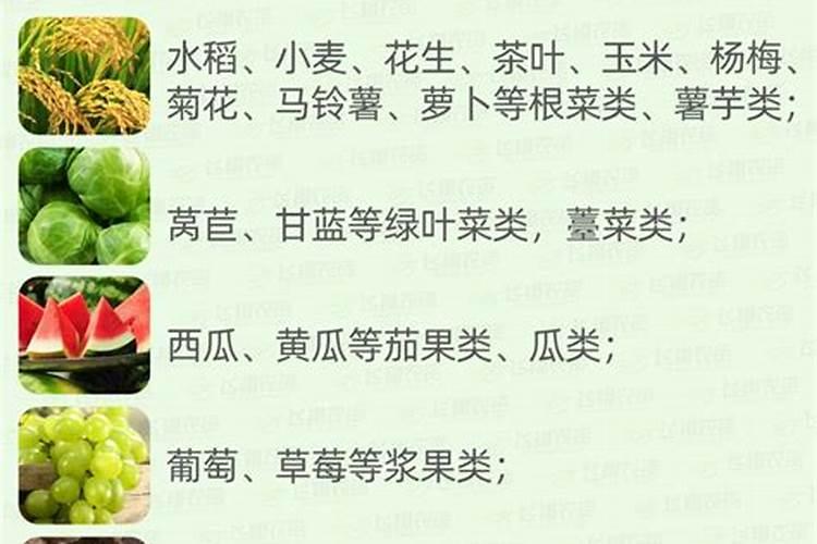 青菜发芽多久可以施叶面肥啊？
