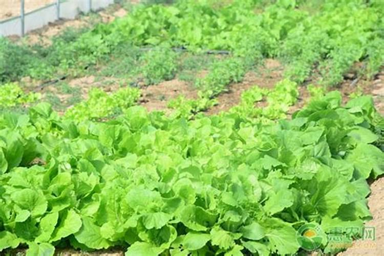小青菜种植方法和时间