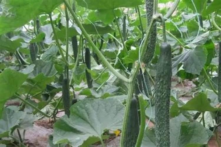 黄瓜施肥的正确方法,施什么肥好