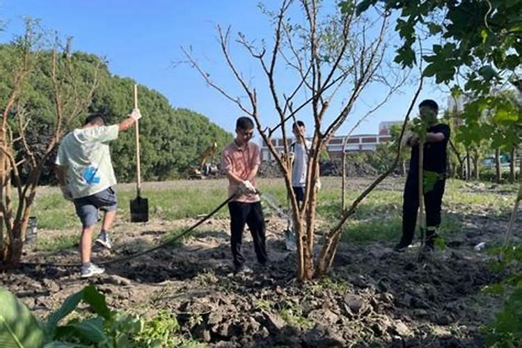 移栽小果树喷什么肥生根快一点？