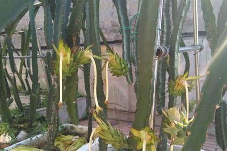 怎样让果树快速生根？