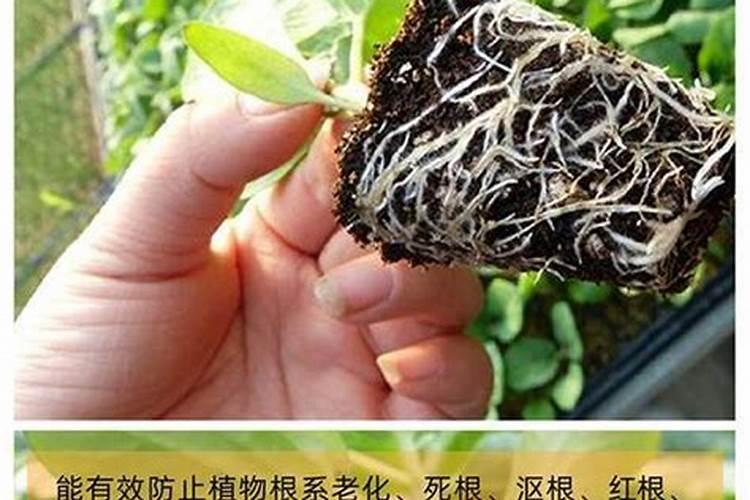 怎样栽小果树生根快果树快速生根的方法