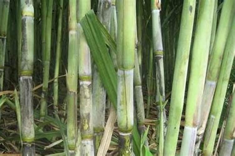 甘蔗怎样种能高产