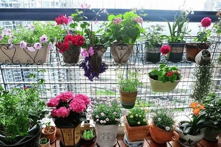 什么花要加磷肥养花才好养？
