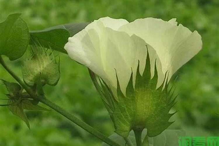 棉花怎样施硼肥肥料最好用？