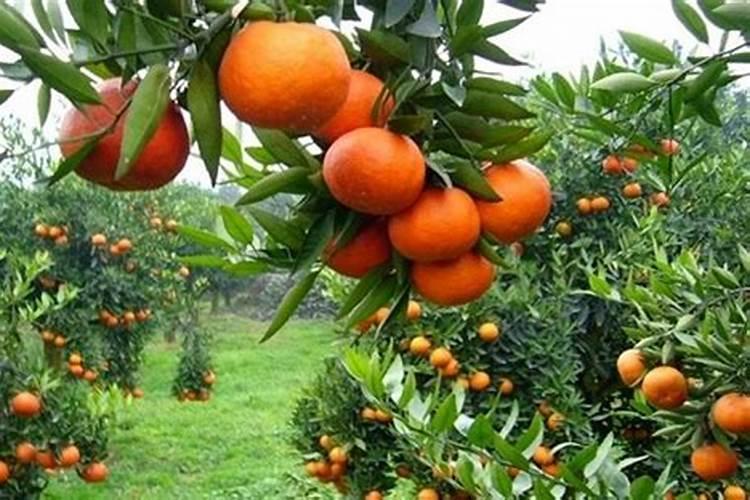 橘子树多久浇施一次肥 橘子树的肥料施用频率是多久？
