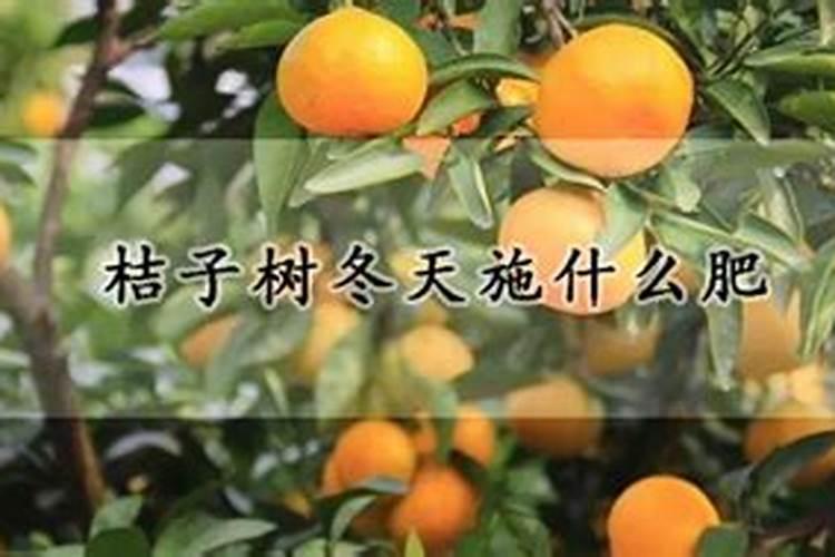 橘子树冬天施什么肥
