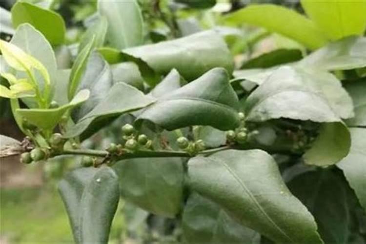 橘子树只开花不结果是怎么回事儿