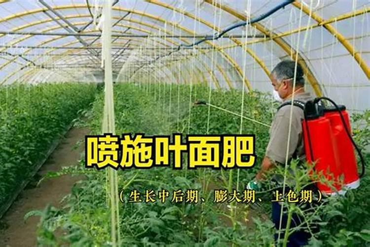 下雨天大棚能打叶面肥吗北方？