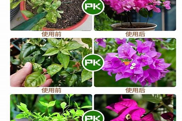 三角梅专用肥能用在栀子花上吗？