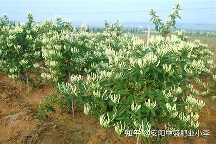 金银花施什么肥料最好(金银花施什么肥长得最快产量高)