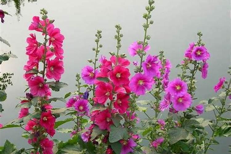 蜀葵怎么施肥(蜀葵怎么养 如何养护蜀葵)