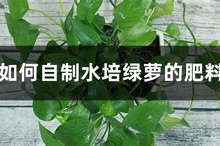 如何自制水培绿萝的肥料？
