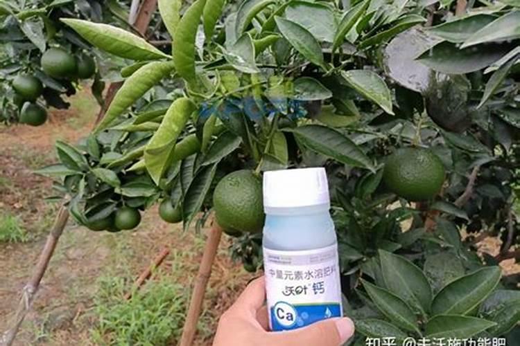 果树缺钙了补充什么钙肥较好？