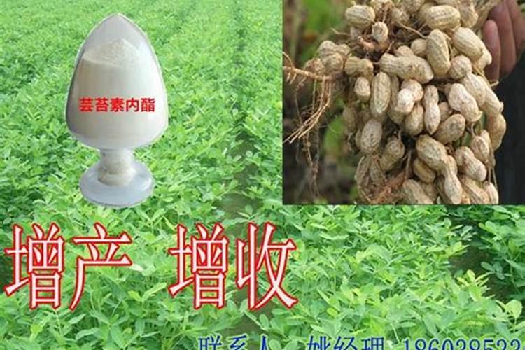 请问芸苔素内酯用在花生上有什么作用？谢谢