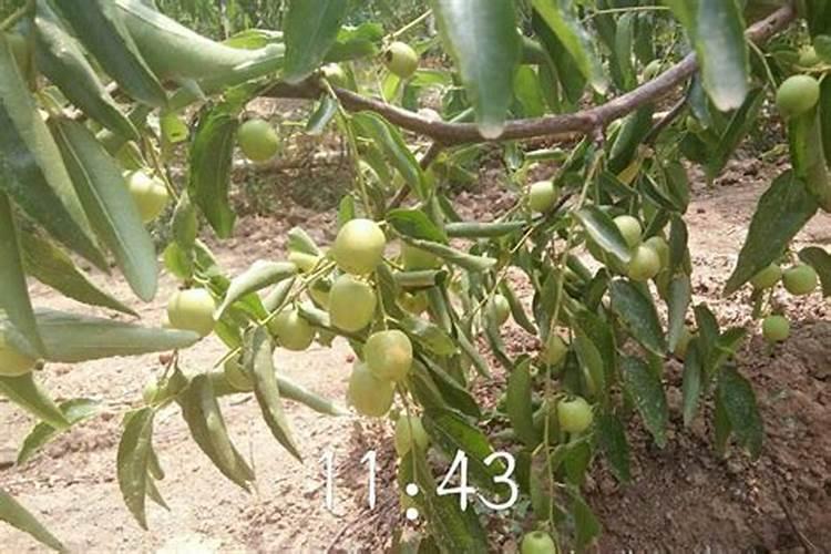 青枣壮果期施什么肥料好？