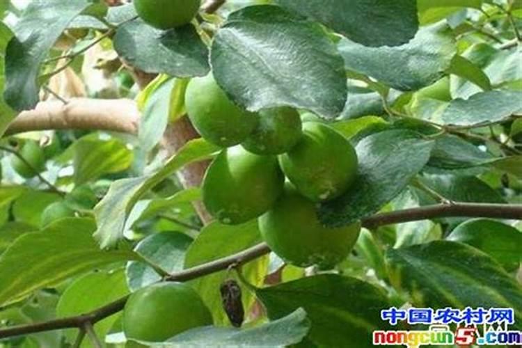 大青枣膨果期管理要点 大青枣应怎么施肥