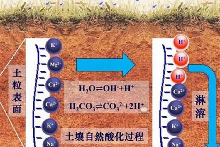 铵态氮肥的过多使用,为何土壤会板结呈酸性
