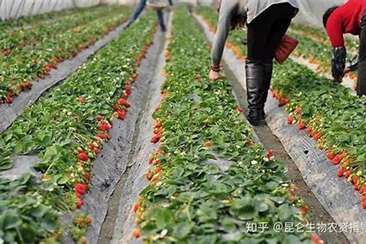 草莓怎么样打叶面肥最好？