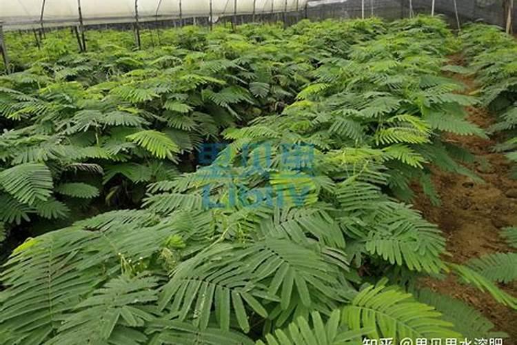 蔬菜种植水溶肥哪种好一些？