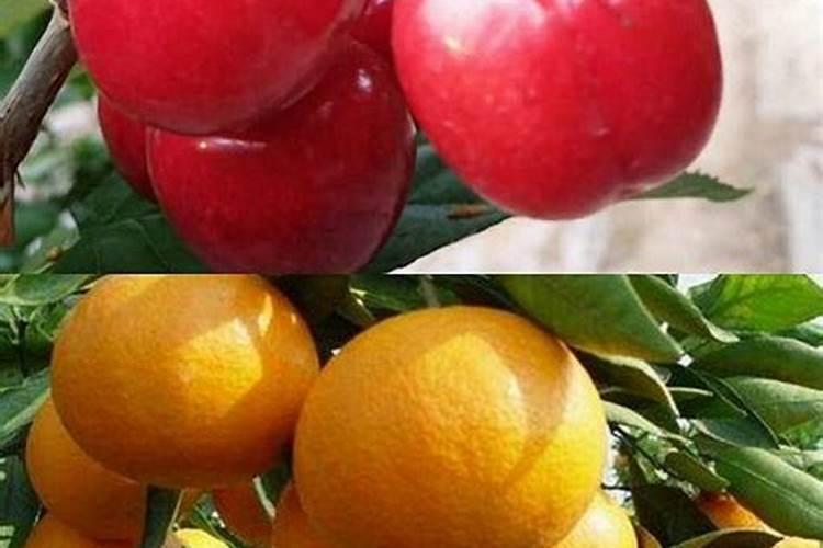 柚子如何施中微量元素肥效果好？